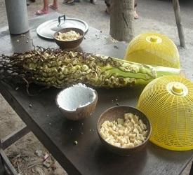 ココナッツファーム見学＆お手洗い休憩